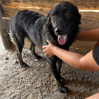 Gwennie, dog to adopt