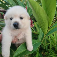 Plume, femelle X berger née le 10/09/2025 🐶, chienne à adopter