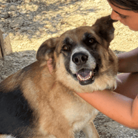 Lola, female dog to adopt