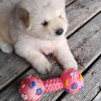 Mowgli, mâle X Bichon/spitz, né le 10/09/2025 🐶, chien à adopter