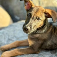 Brownie, femelle croisée berger, née le 01/08/2025 🐶, chienne à adopter