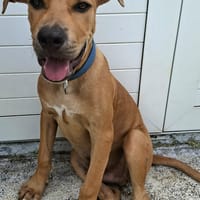 Barton, mâle croisé berger, né le 15/06/2025 🐶, chien à adopter