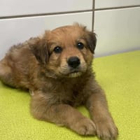 Astonn, mâle X berger, né le 01/09/2025 🐶, chien à adopter