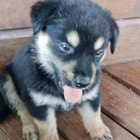 Aelig, mâle X berger, né le 01/09/2025 🐶, chien à adopter