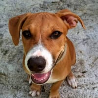 Aéla, femelle croisée berger, née le 15/06/2025 🐶, chienne à adopter