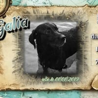 Galia, chienne à adopter