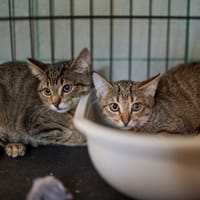 Vivi, kotka do adopcji