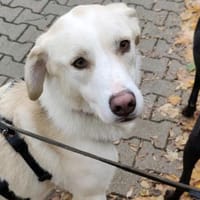 Der große, tolle Dawn sucht sein Zuhause, Hund zur Adoption