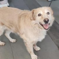 Der liebe Marzipan ist noch fit, Hund zur Adoption