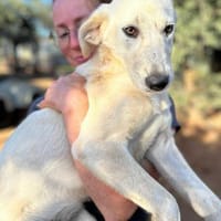 Babsy, Hündin zur Adoption