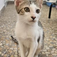 Luggi erobert Herzen im Sturm 🤍, Kater zur Adoption