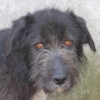 Lerana - wuschelige Hündin, Hündin zur Adoption