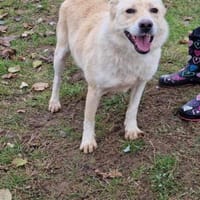 HERMES verliert sein Zuhause 🆘🆘🆘, Hund zur Adoption