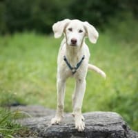 Naya möchte in gutes Leben starten, Hündin zur Adoption