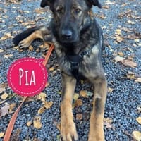 Pia braucht dringend ein neues Zuhause, Hündin zur Adoption