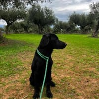 Berti, Hund zur Adoption