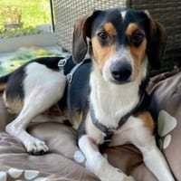 Lollo möchte zu Ihnen gehören, Hund zur Adoption