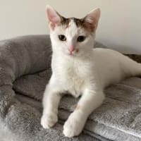 Sterndal Wunscherfüller gesucht, Katze zur Adoption