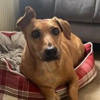 Ginger, fröhliche süße Hündin, Hündin zur Adoption