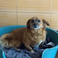 💙Peppino💙 sucht seine Menschen 🐾, Hund zur Adoption