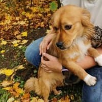 Mellow sucht ein Zuhause, Hund zur Adoption