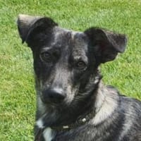 Larsson, geb. ca. 12/2018, 74229 Oedheim, Hund zur Adoption