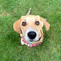 Inez sucht ihre Herzensmenschen, Hündin zur Adoption