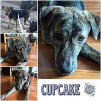 CUPCAKE * freundlicher Hundejunge, Hund zur Adoption