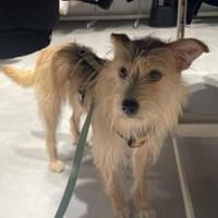 Celina sucht eine aktive Familie, Hündin zur Adoption