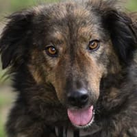 Zauberhafte Mona sucht Ihr Zuhause, Hündin zur Adoption