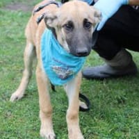 Peppino sucht sein Körbchen, Hund zur Adoption