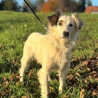 Jimmy möchte sein Herz verschenken..., Hund zur Adoption