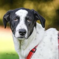 Prince freut sich auf seine neue Familie, Hund zur Adoption