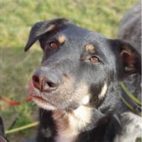 Django -wartet in 96160 Geiselwind, Hund zur Adoption