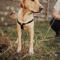 Wumpi sucht ihre Menschen!, Hündin zur Adoption