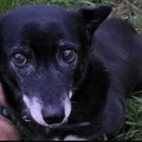 Rosy sucht ihre Menschen, Hündin zur Adoption