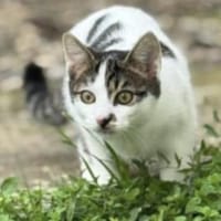 🐾Kater Ron sucht sein Für-immer-Zuhause, Kater zur Adoption