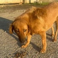 Die hübsche Ann sucht dich, Hündin zur Adoption