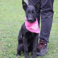 Noelle - Traumhund in schwarz, Hund zur Adoption