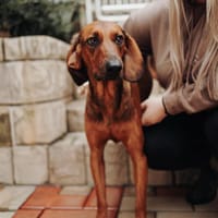 Liebster Dumbo sucht seine Menschen!, Hund zur Adoption