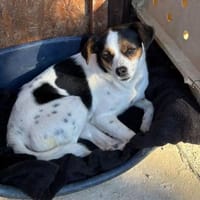 Elsie auf PS in Neuss, Hündin zur Adoption