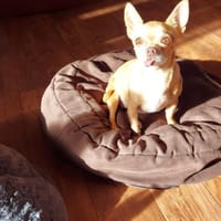 Parfis, Chihuahua Mädchen geb. 2018, Hündin zur Adoption