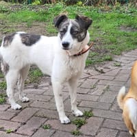 LAYLA  auf PS in 25421  Pinneberg, Hündin zur Adoption