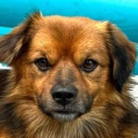 BARLEY-zuckersüßer Rüde, 33 cm, Hund zur Adoption