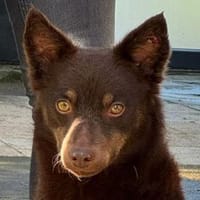 SCHOKI-rehbraune, hübsche Hündin,44 cm, Hündin zur Adoption