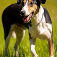 Bobi 💗 wartet in 99718 Greussen, Hund zur Adoption