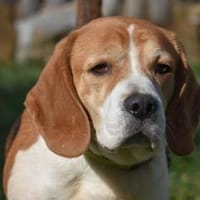 MIO, Hund zur Adoption