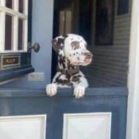 Marshall sucht Pflegestelle/Zuhause, Hund zur Adoption