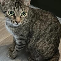 Dori sucht ein liebevolles Zuhause, Katze zur Adoption