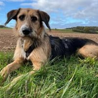 Mac der perfekte Begleiter durchs Leben, Hund zur Adoption